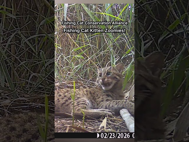 Fishing Cat Kitten Zoomies!