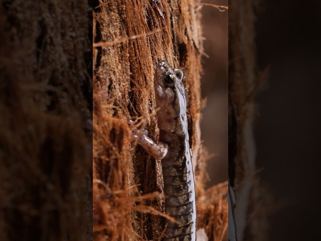 See Where Gliding Salamanders Call Home | #DeepLook #Shorts