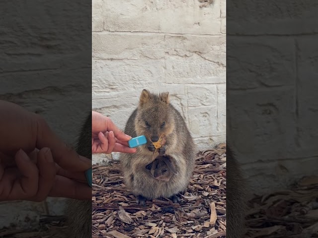 Quokka ASMR