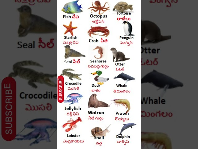 Water Animals Name in English And Telugu//water animals name//నీటి జంతువు పేరు ఆంగ్లం మరియు తెలుగులో