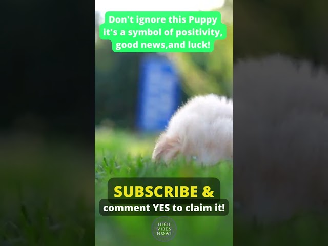 Don't Ignore This Cute Puppy, It's a Symbol of Positivity, Good News, & Luck