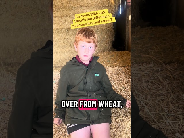 What’s The Difference Between Hay and Straw?