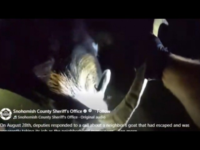 Deputies Struggle To Get Runaway Goat Back To Its Pen