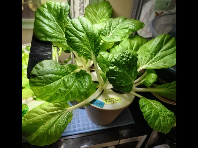 Bok Choy - How I germinate my Bok Choy seeds using @KeepOnGrowin  Wide Mouth mason jar adapters.