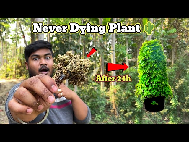 This tree will never die😱 Real or fake?- EXPERiMENTAL