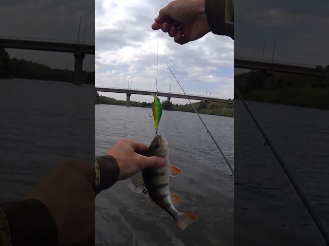 PERCH ZipBaits Khamsin#short