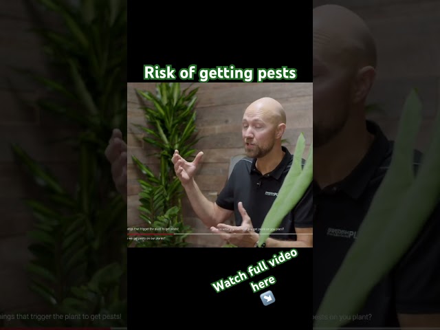 Risk för pests on your plant by doing this! #plants #houseplants #plantlover #pests #shorts