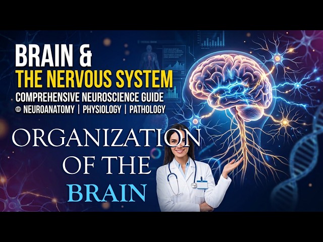 Brain & The Nervous System - Organization Of the Brain