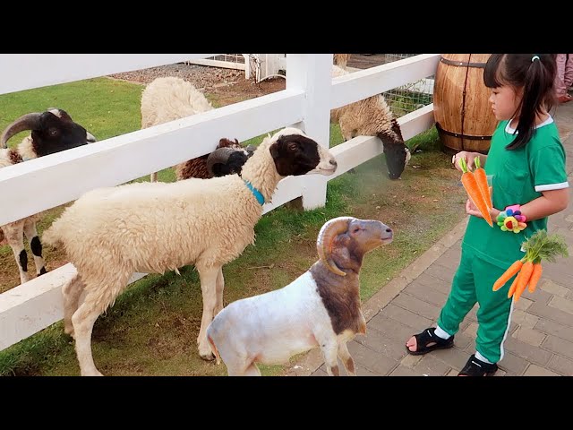Yuk Kasih Makan Domba Garut dan Kambing Lucu | Mengenal Binatang Lucu