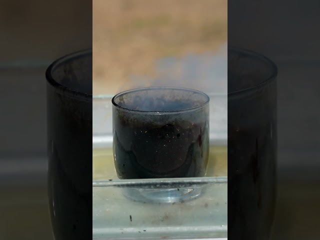 Doritos vs Piranha Acid!