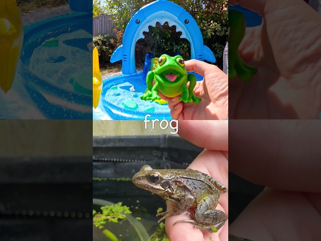Animal Names for Kids | Toy Learning Fun at the Shark Pool: Horse Frog Armadillo Kangaroo Reindeer