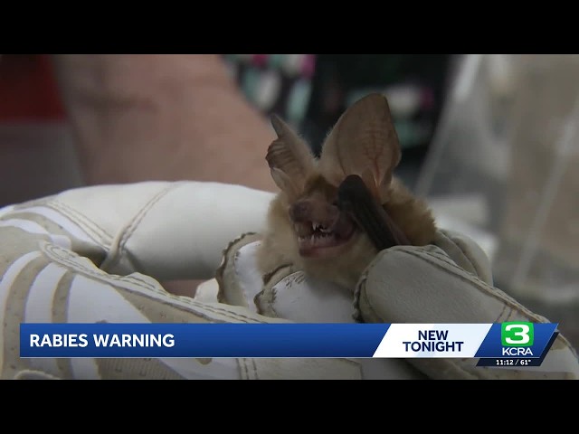 CDC issues rabies advisory as bat concerns hit close to home in Northern California