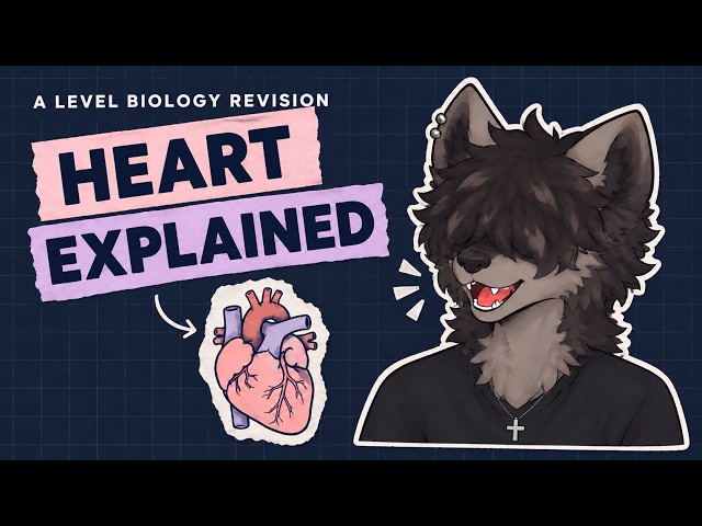 Furry explains how to NEVER loose marks on the Heart | A-level Biology Revision