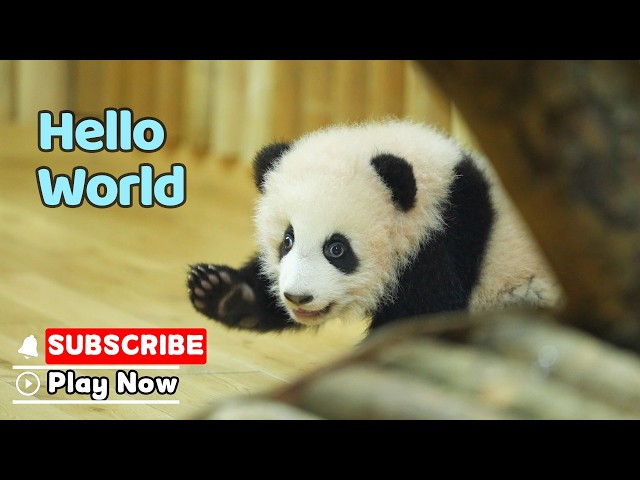 Panda Cub VS. Bamboo Shoot: Mission Abandoned | iPanda