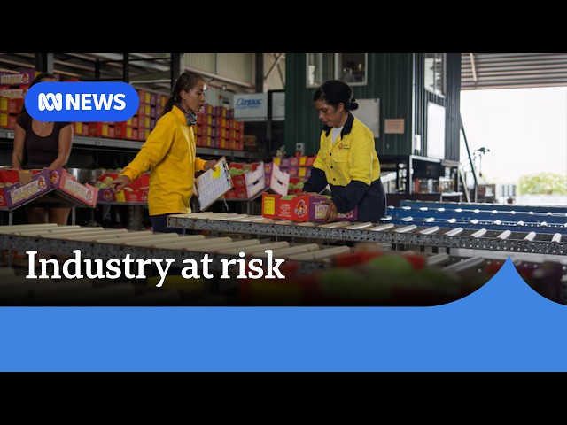 Farmers raise alarm on cuts to country’s working holiday visa program | ABC NEWS