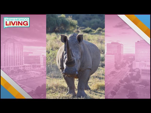 Veterinary Conservation Coalition highlights urgency of rhino protection efforts