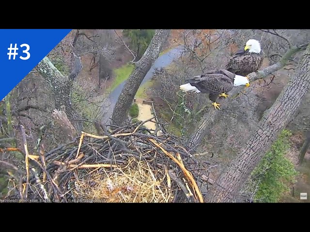 AEF NADC Eagle Cam 2-17-20:  Shall We Play a Game