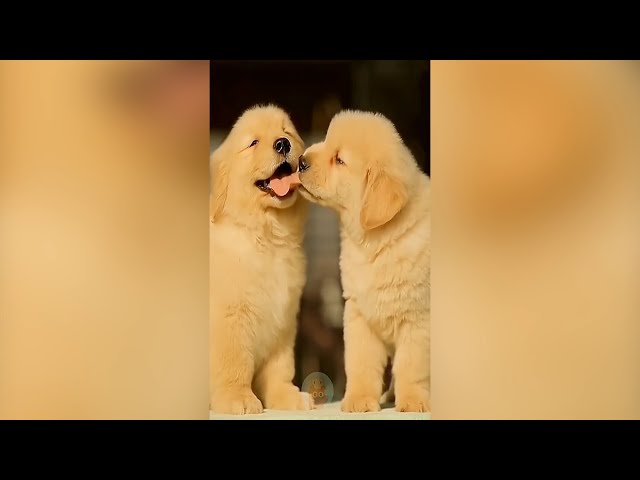 Chuckles Unleashed: Side-Splitting Clips from Funny Animals Channel | Funniest Animals Video # 023
