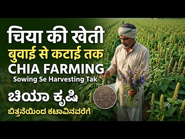 Chia Farming की पूरी जानकारी 🌱 | चिया की खेती कैसे करें? | Land Preparation से Harvesting तक |