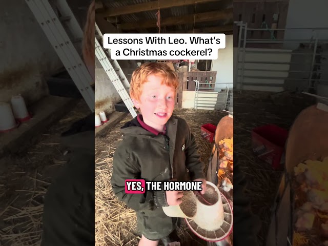 Lessons With Leo- What’s a Christmas cockerel?