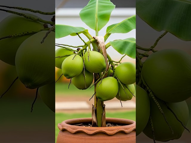 🌱 Grow a Coconut Tree at Home | Easy Propagation Method for Beginners