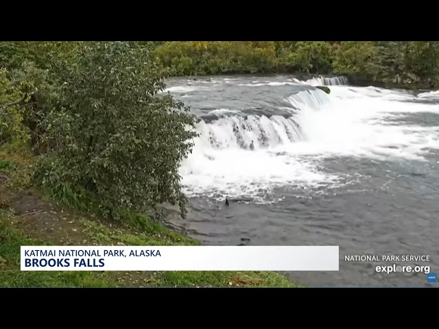 Sights and sounds of Brooks Falls at Katmai National Park in Alaska