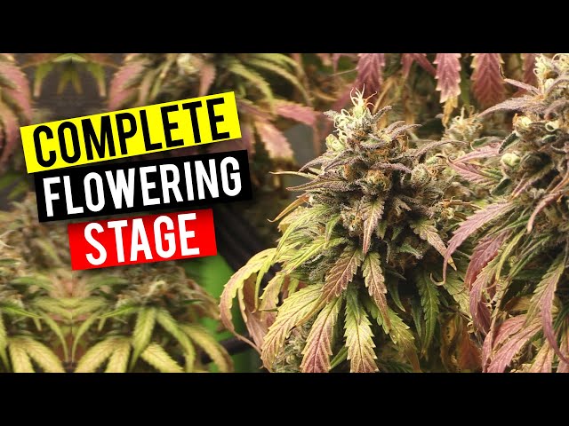 GROWING CANNABIS INDOORS: THE FLOWERING STAGE (BEGINNER GROW GUIDE)
