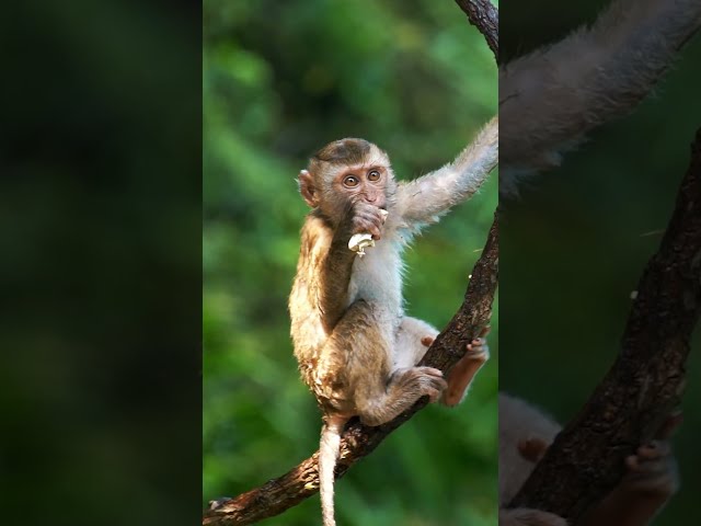 30-second nature reset 🌿 #wildlife #naturepbs #animals #rainforest #soothing