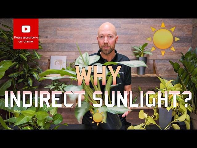 What does “indirect sunlight” actually mean, and why is it so important for your plants? 🌿☀️