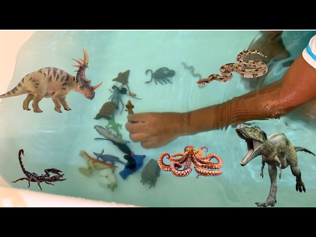 BATH Dinosaurs and Animals Collection! T REX, Triceratops Learn Names with Jeremy