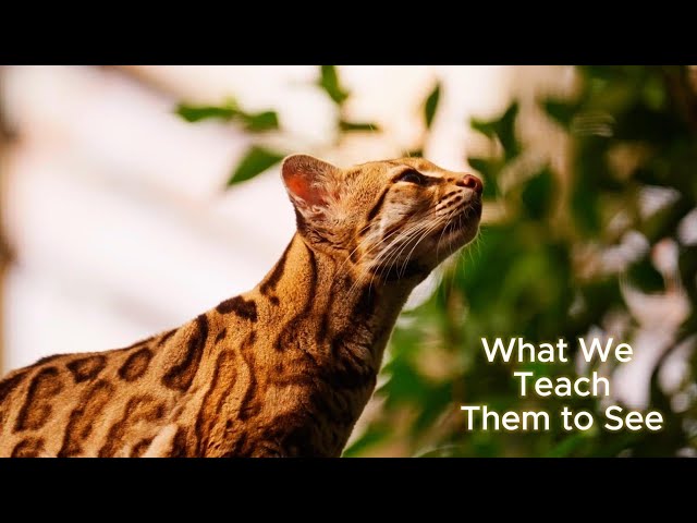 HR 7159 Attacks Big Cat Public Safety Act