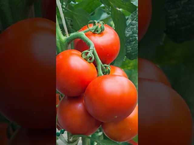 Do you need to stake tomatoes? | Gardening Australia