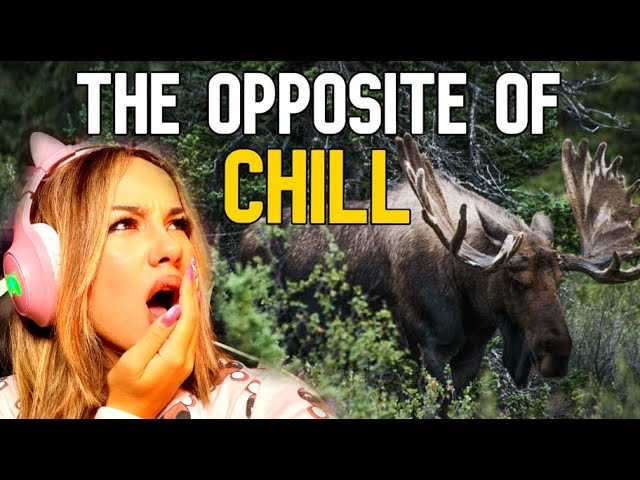Finnish Girl Reacts to Why Moose are the Greatest Threat to National Security