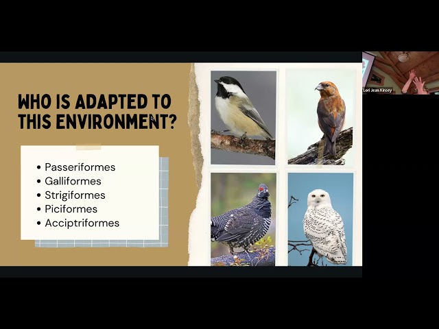 Nature Program Series: Winter Bird Ecology with Everly Eldeen