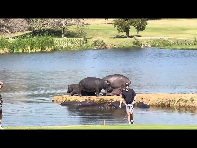 a golfer in action.