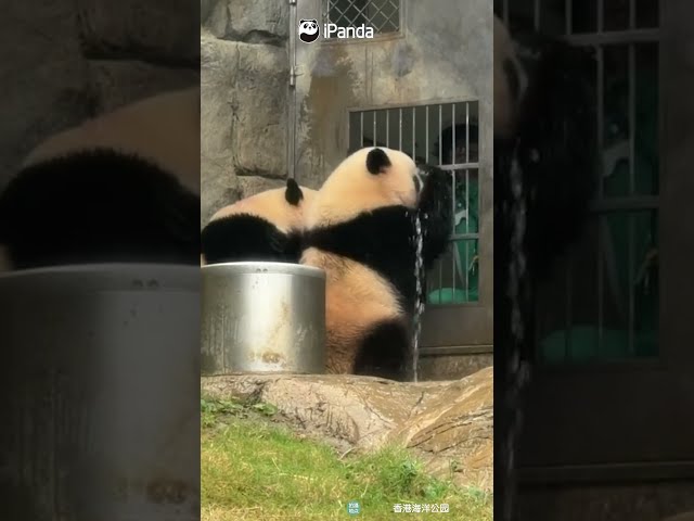 Panda VS. The Most Unbeatable Water Stream | iPanda #shorts #HKPanda