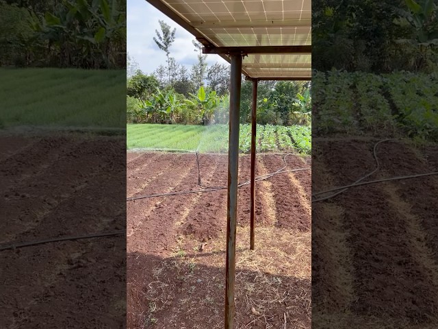 How Solar Powered Irrigation is Changing Farming Forever