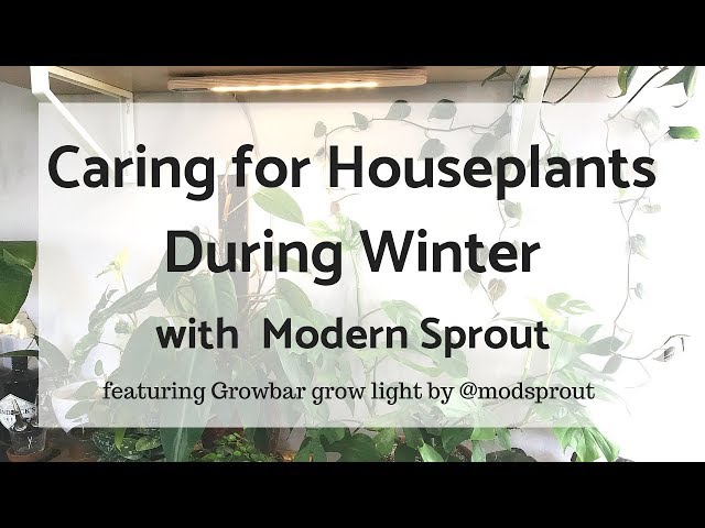 Caring for Houseplants During Winter w/ Modern Sprout