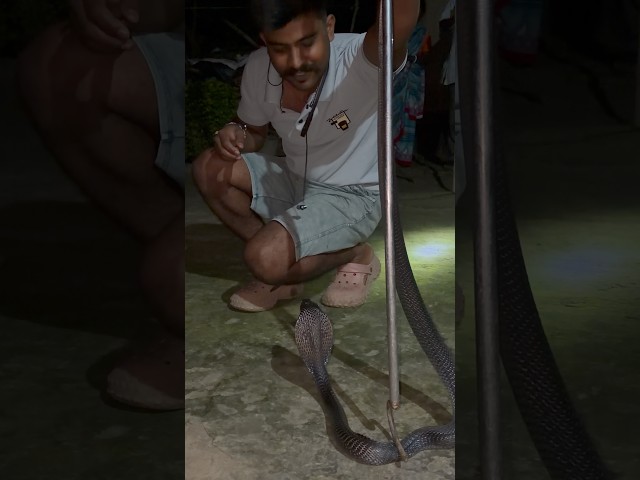 Big Indian Spectacled Cobra 🐍