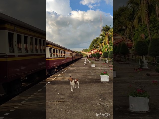 A Friendly Dog, a Rainbow & an Early Arrival #shorts #cutedog #trainjourney #thailandtravel