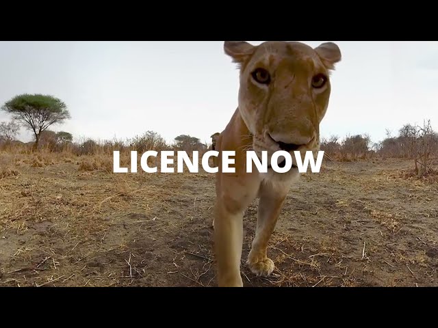 Start Licensing Content Today!