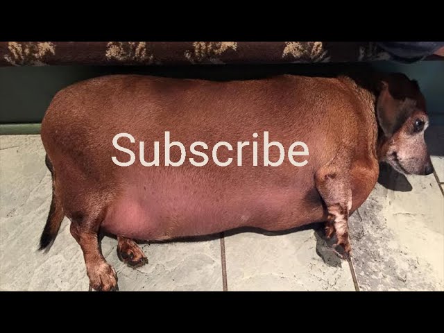 YOUTUBE'S NEW UI UPDATE IS WORSE THAN I THOUGHT