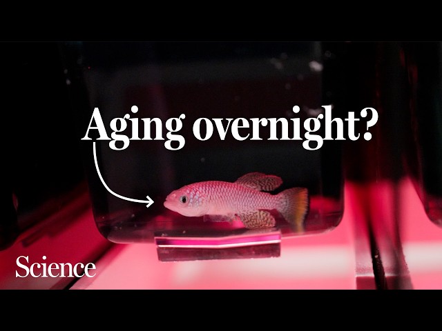 The stages of aging aren’t what we thought