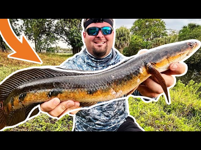 PEACOCK BASS & SNAKEHEAD Fishing In A DITCH! (Iguana Hunting)