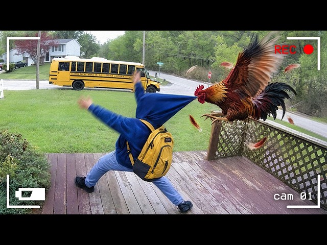 Birds That Bullied Everyone 😂 Try Not to Laugh
