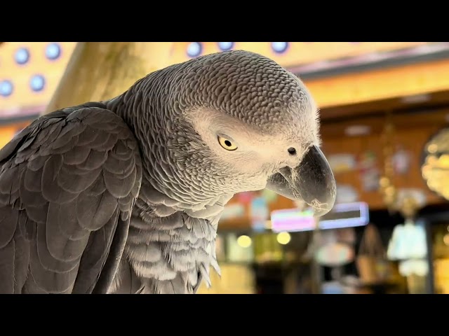 ALANYA, TURKEY - a cruise ship calls, MARELLA DISCOVERY