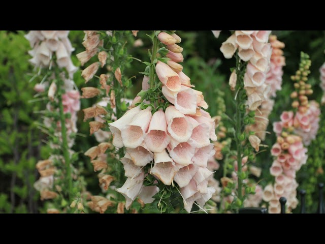 live game wot pc