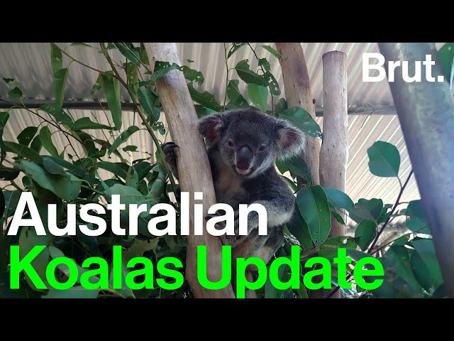 Two Years After Australia's Bush Fires, How are the Koalas Doing?