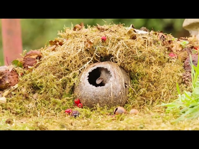 George the Mouse in a coconut shell house