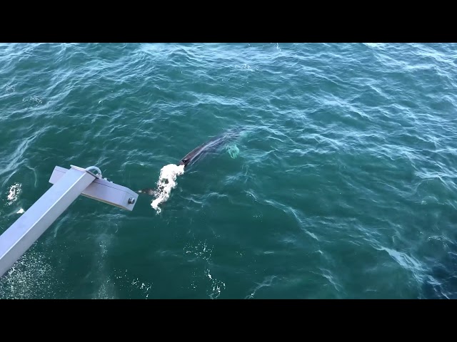 whales love wind